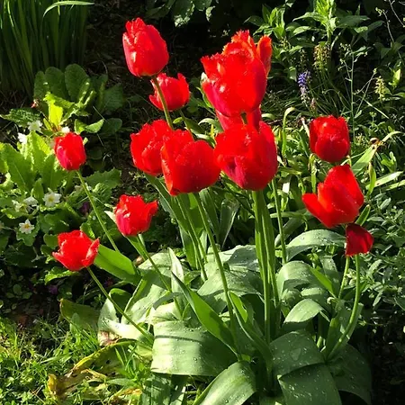 Le Temps D'un Souffle - Rural 3 Epis Sivry-Rance